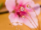 水珠里的樱花