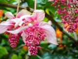 珍珠宝莲花