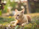 黄色猫咪