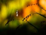 节气大暑