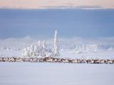 雪地里的麋鹿群
