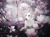 花枝上的小狗