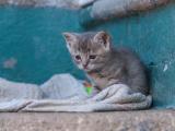 伤感的猫咪