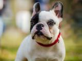 呆萌斗牛犬