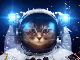 飞行员小猫