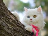 调皮的小猫咪