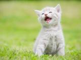 哈哈大笑的猫咪