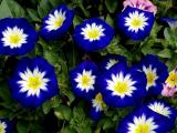 蓝色牵牛花