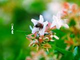 节气夏至