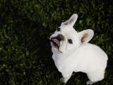 呆萌的法国斗牛犬