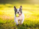 奔跑的法国斗牛犬