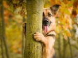 躲在树后的德国牧羊犬