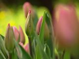 粉色郁金香花蕾
