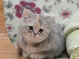 英国短毛猫