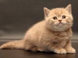 萌宠小猫