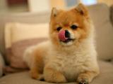 秋田犬