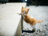 拉伸的猫咪