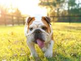 可爱的英国斗牛犬