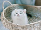 篮子里的小猫咪