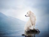 金毛寻回犬