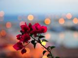 光叶子花