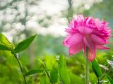夏日荷花
