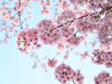 美丽的粉嫩樱花