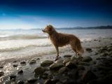 海边的金毛寻回犬