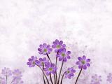 手绘花卉
