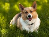 草地上的柯基犬