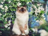 花间的猫咪