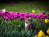 花丛里的猫咪
