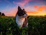 草丛里的猫咪