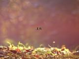 24节气立秋