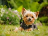 活泼可爱的约克夏梗犬