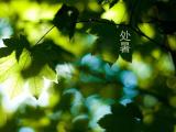 24节气处暑