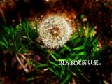 因为寂寞所以爱