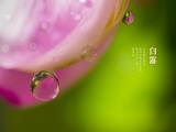 节气白露