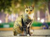 蹲坐着的猫