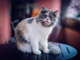 吐舌头的猫咪