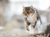 虎视眈眈的猫咪