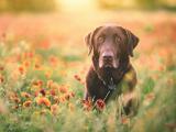 花丛中的拉布拉多猎犬
