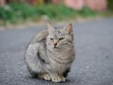 蹲坐着的猫咪