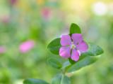 小清新长春花