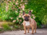 忠诚的法国斗牛犬