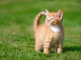 可爱的小黄猫