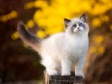 布拉多尔猫