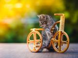 贪玩的小猫咪