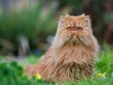 憨态猫咪