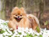可爱的博美犬